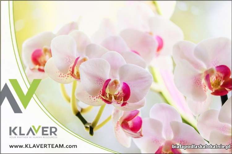 Praca orchidee, kwiaty egzotyczne od zaraz